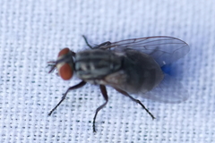 Muscina stabulans