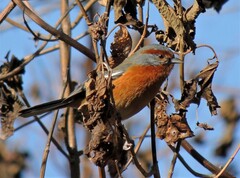 Microspingus erythrophrys