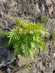 Sorbaria tomentosa