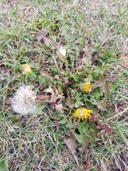 Taraxacum