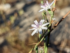 Stephanomeria diegensis