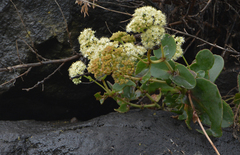 Hylotelephium caucasicum