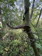Smilax tamnoides