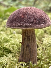 Aureoboletus mirabilis