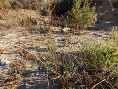 Stephanomeria diegensis