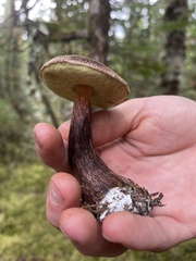 Aureoboletus mirabilis