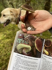 Aureoboletus mirabilis