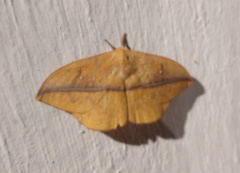 Lonomia