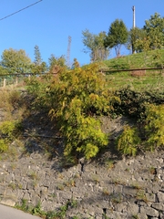 Sorbaria tomentosa
