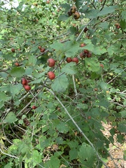 Crataegus crus-galli