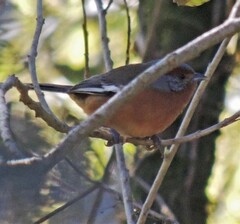 Microspingus erythrophrys