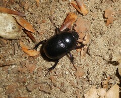Geotrupidae