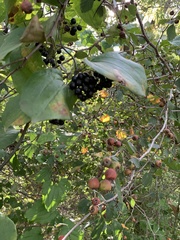 Smilax lasioneura
