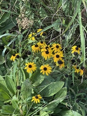Rudbeckia