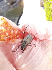 Macrodactylus mexicanus