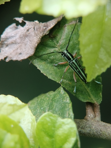 Glenea basalis