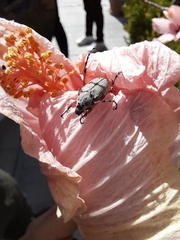 Macrodactylus mexicanus