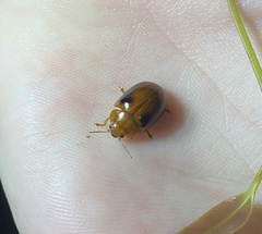 Paropsisterna