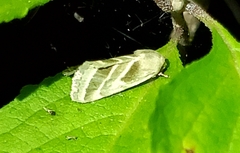 Schinia trifascia