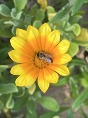 Apis mellifera capensis