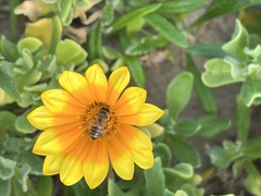 Apis mellifera capensis