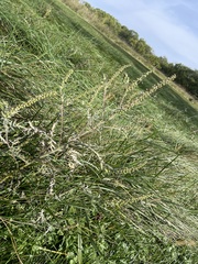 Lepidium densiflorum