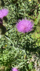 Cirsium discolor