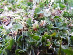 Trifolium subterraneum