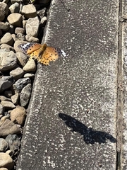 Argynnis hyperbius
