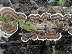 Trametes versicolor