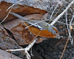 Microspingus erythrophrys