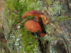 Gymnopilus penetrans
