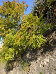Sorbaria tomentosa