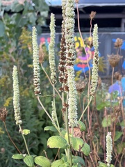 Agastache scrophulariifolia
