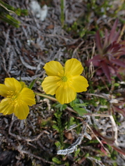 Ranunculus