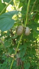 Dioscorea polystachya