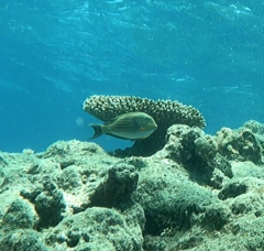 Acanthurus lineatus