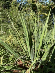 Yucca filamentosa