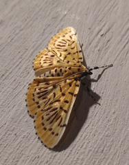 Polygrammodes runicalis