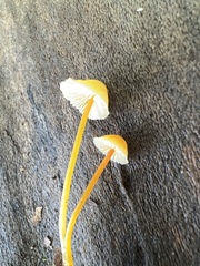 Mycena crocea