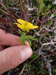 Ranunculus