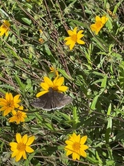 Erynnis funeralis