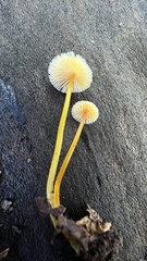 Mycena crocea