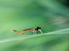 Therion circumflexum