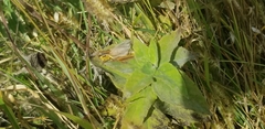 Melanoplus differentialis