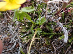 Ranunculus
