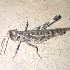 Acrididae