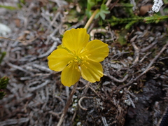 Ranunculus