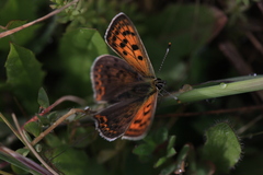 Lycaena bleusei