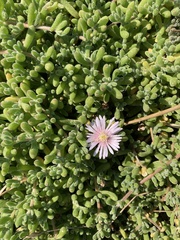 Disphyma crassifolium